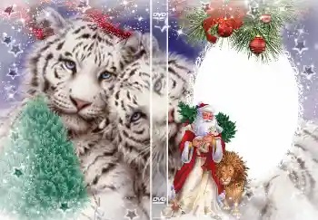 Fotoeffekt aus der Kategorie DVD Covers № 4463. Beschriftung auf dem Rahmen: Silvester