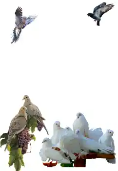 Fotoeffekt aus der Kategorie Verschiedene № 81632