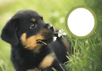 Beschriftung auf dem Rahmen: Frohes Neues Beschriftung auf dem Rahmen: Frohes Neues