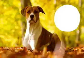 Fotoeffekt aus der Kategorie Grußkarten zum Silvester № 68757 Fotoeffekt aus der Kategorie Grußkarten zum Silvester № 68757