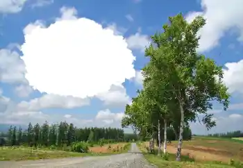 Fotoeffekt aus der Kategorie Sommer № 114245 Fotoeffekt aus der Kategorie Sommer № 114245