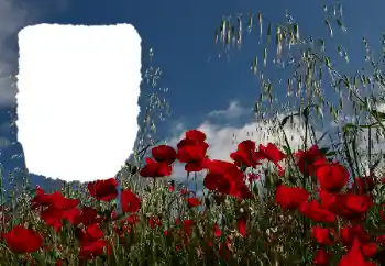 Fotoeffekt aus der Kategorie Sommer № 114434 Fotoeffekt aus der Kategorie Sommer № 114434