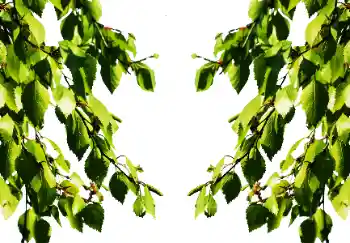 Fotoeffekt aus der Kategorie Sommer № 114501 Fotoeffekt aus der Kategorie Sommer № 114501