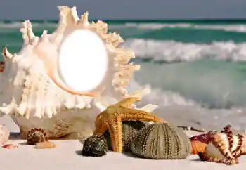 Fotoeffekt aus der Kategorie Sommer № 116085 Fotoeffekt aus der Kategorie Sommer № 116085