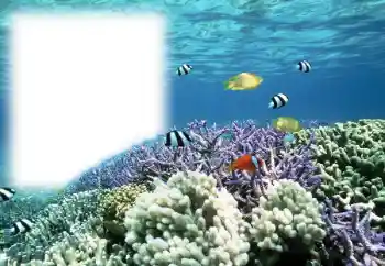 Fotoeffekt aus der Kategorie Sommer № 121111 Fotoeffekt aus der Kategorie Sommer № 121111