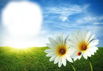 Fotoeffekt aus der Kategorie Sommer № 89268 Fotoeffekt aus der Kategorie Sommer № 89268