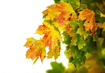 Fotoeffekt aus der Kategorie Herbst № 114235