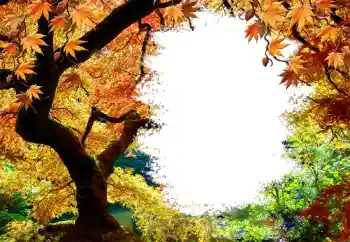 Fotoeffekt aus der Kategorie Herbst № 127046