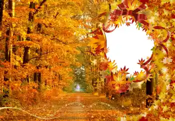 Fotoeffekt aus der Kategorie Herbst № 174120