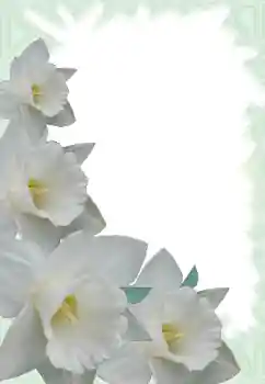 Fotoeffekt aus der Kategorie Fotorahmen für Frauen № 13900