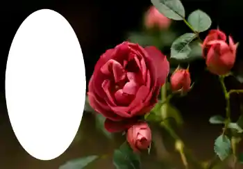 Fotoeffekt aus der Kategorie Fotorahmen für Frauen № 47314