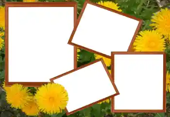 Fotoeffekt aus der Kategorie Fotorahmen für Frauen № 49448
