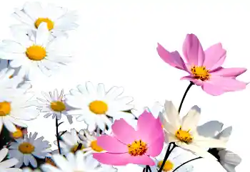 Fotoeffekt aus der Kategorie Fotorahmen für Frauen № 72152